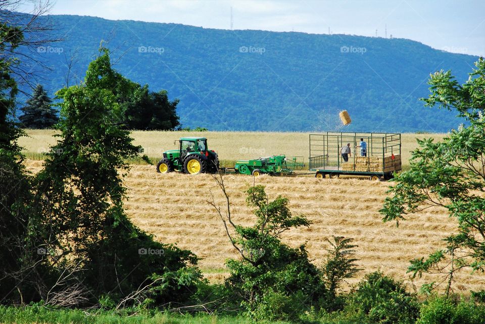 Baling straw