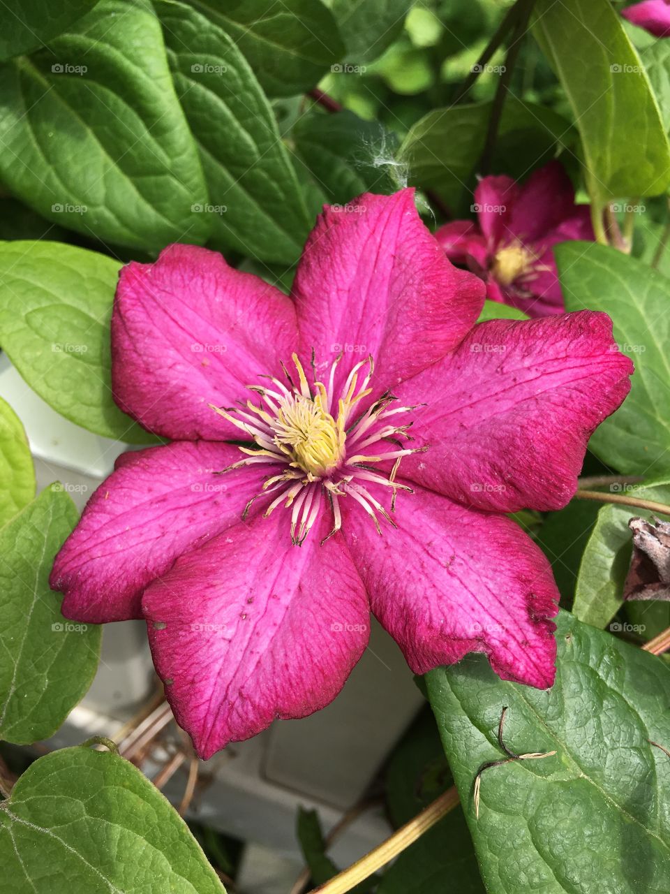 Red clematis