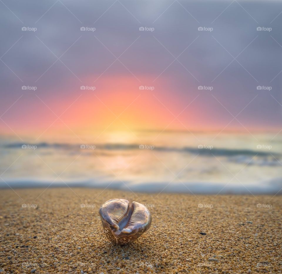 Close-up of cowry on pebbles