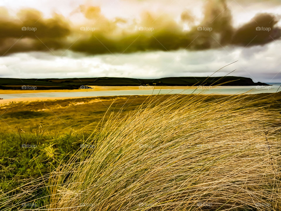 beachscape grass view