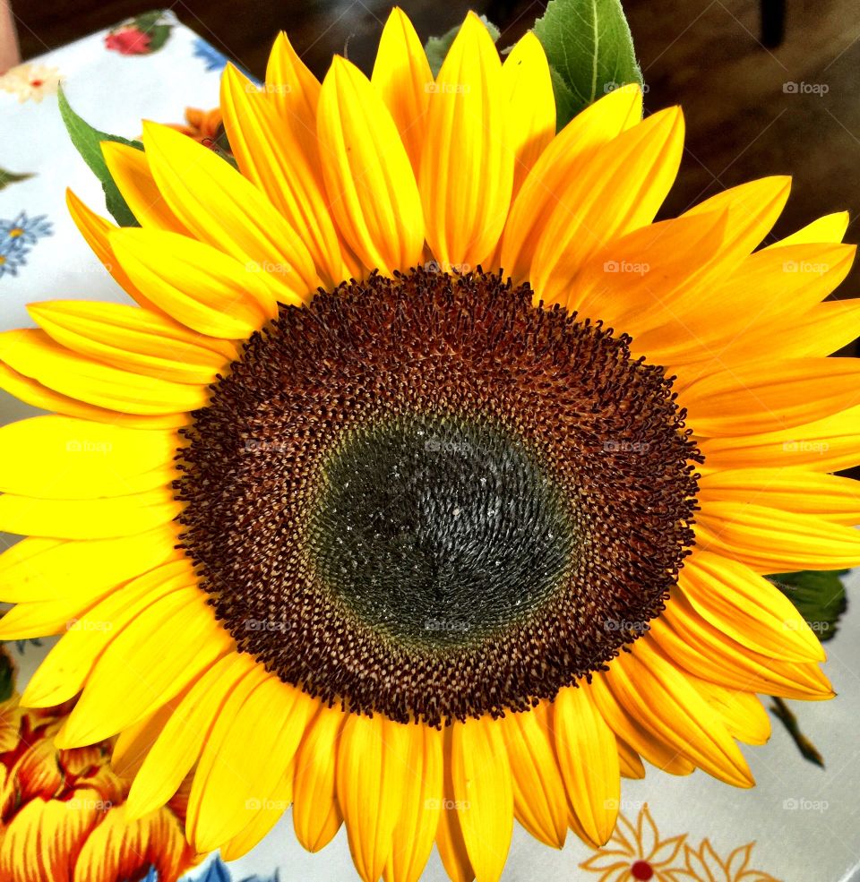Sunflower