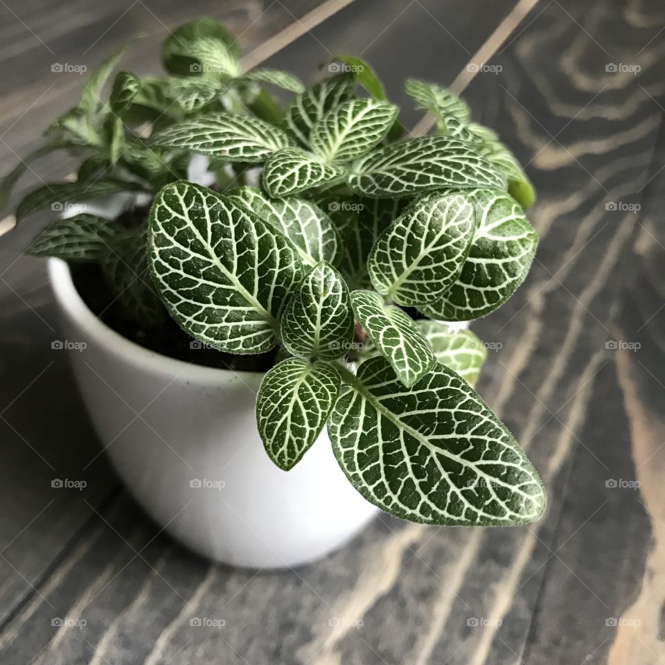 High angle view of potted plant