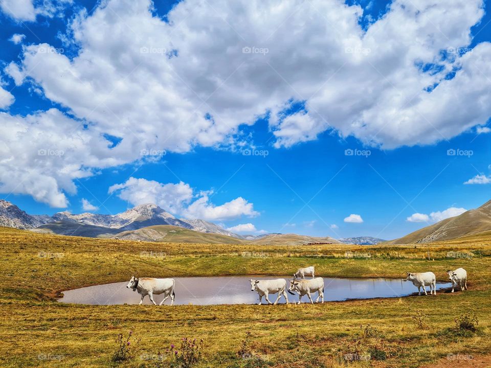 herd of cows drinks and crosses the mountain lake at Campo Imperatore in Abruzzo