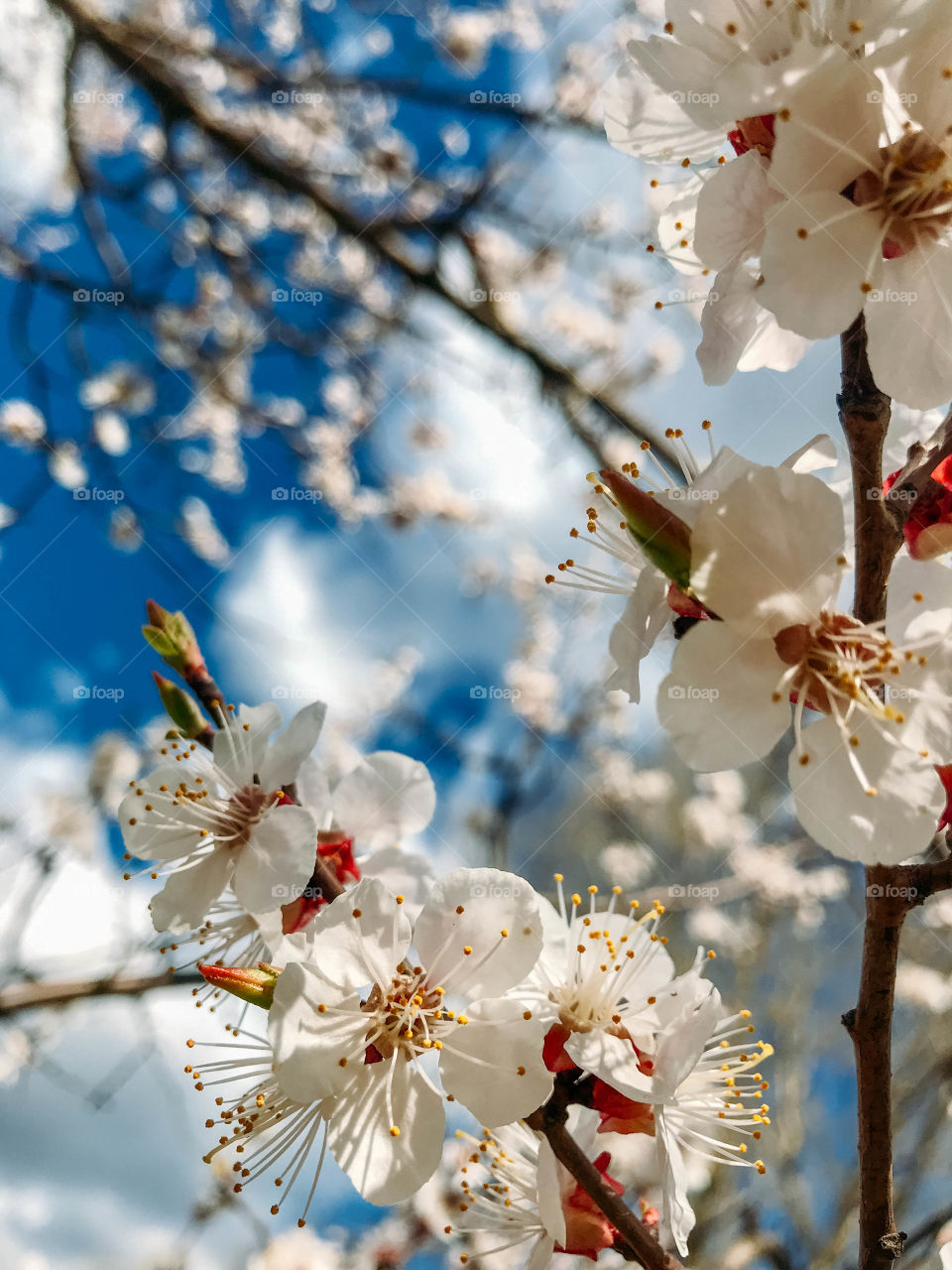 flowering trees in spring on a sunny day