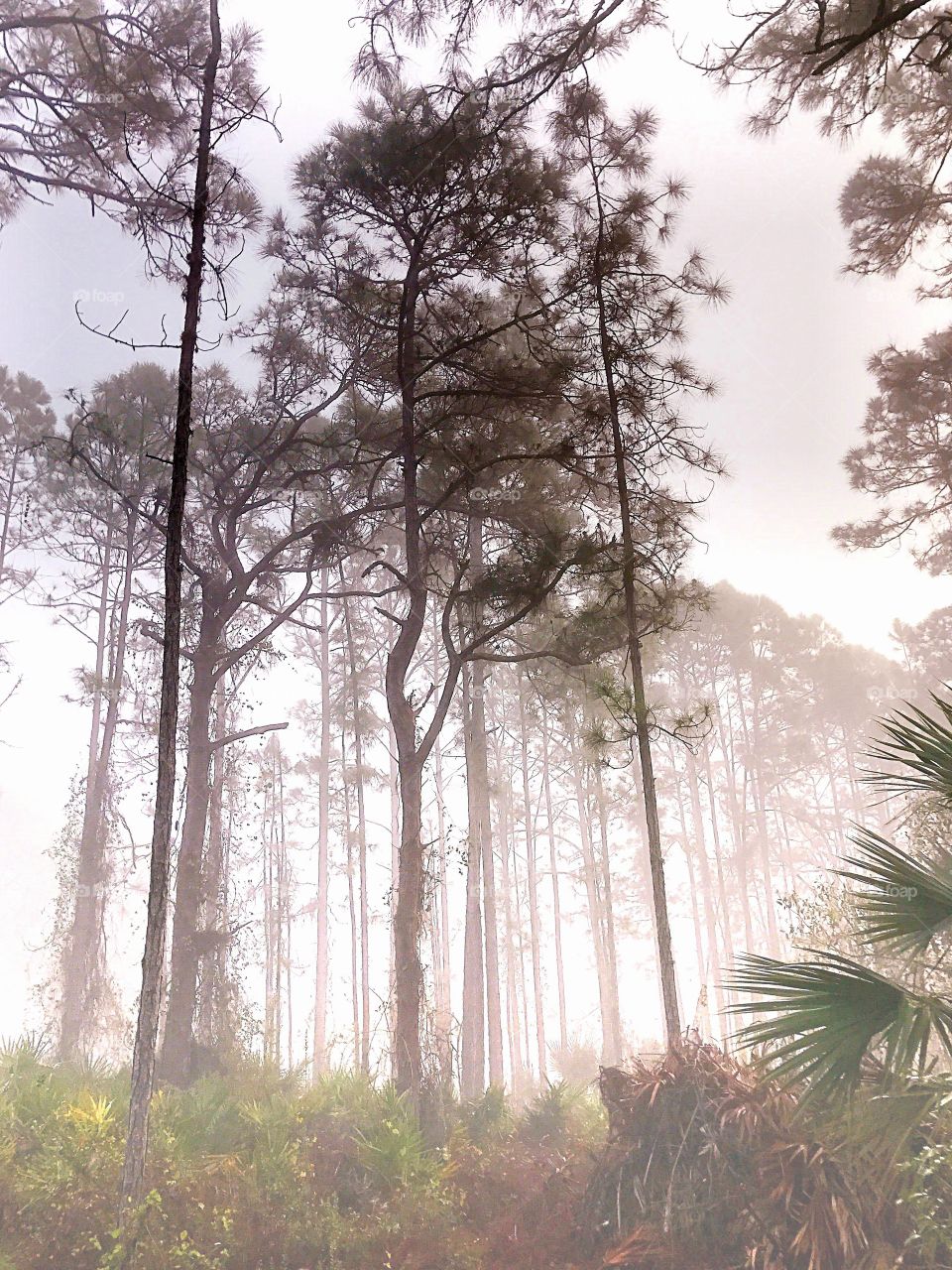 Foggy forest 