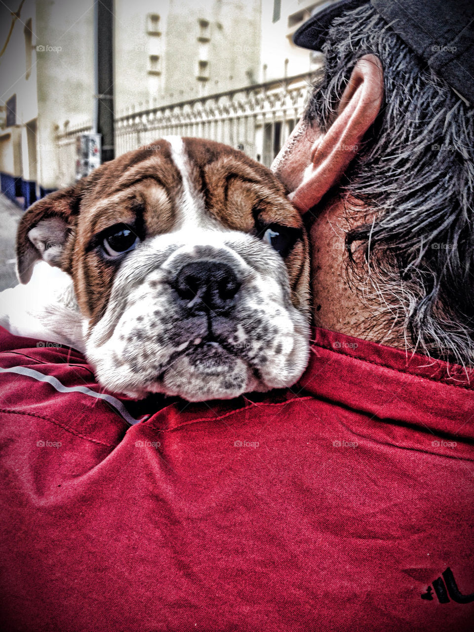 dog bulldog baby red man filhote