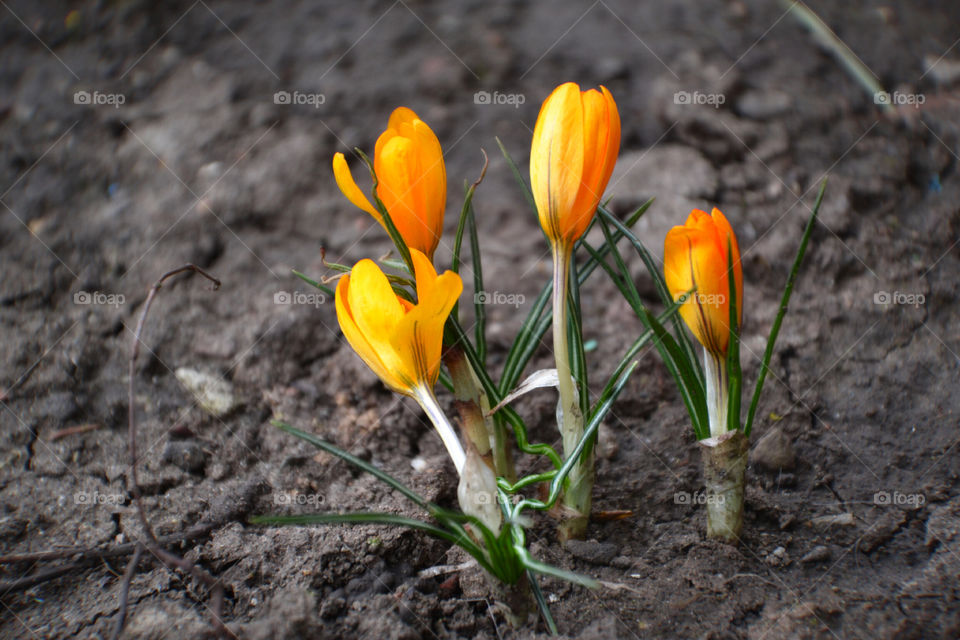 крокусы
crocuses