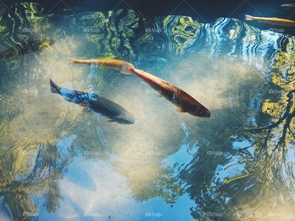 Golden Trout. Golden Trout in the lake