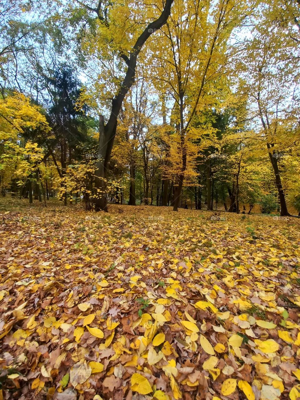 bright colors of autumn in the park