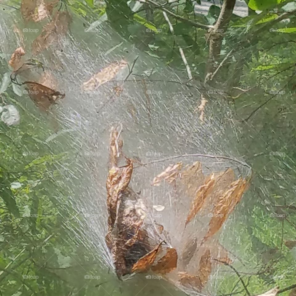 Some kind of strange web. Never seen one like this before