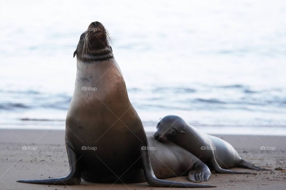 Galapagos Sea Lions