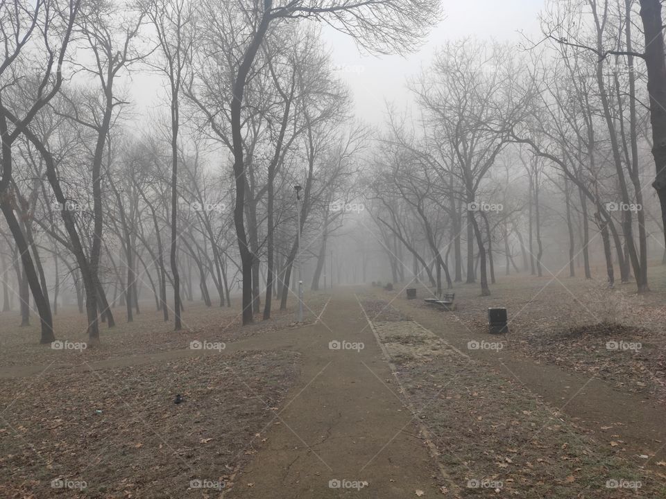 Belgrade Serbia park in the fog Cukarica winter scenery