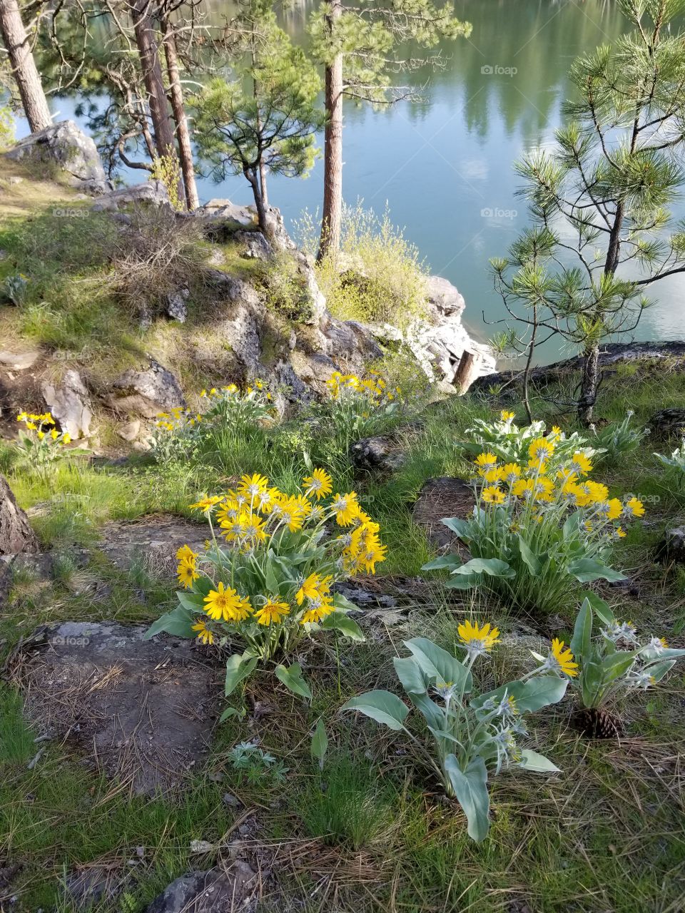 wildflowers along a rivers ledge with trees, rocks,grass and reflection of trees from other side of shore  in the river water