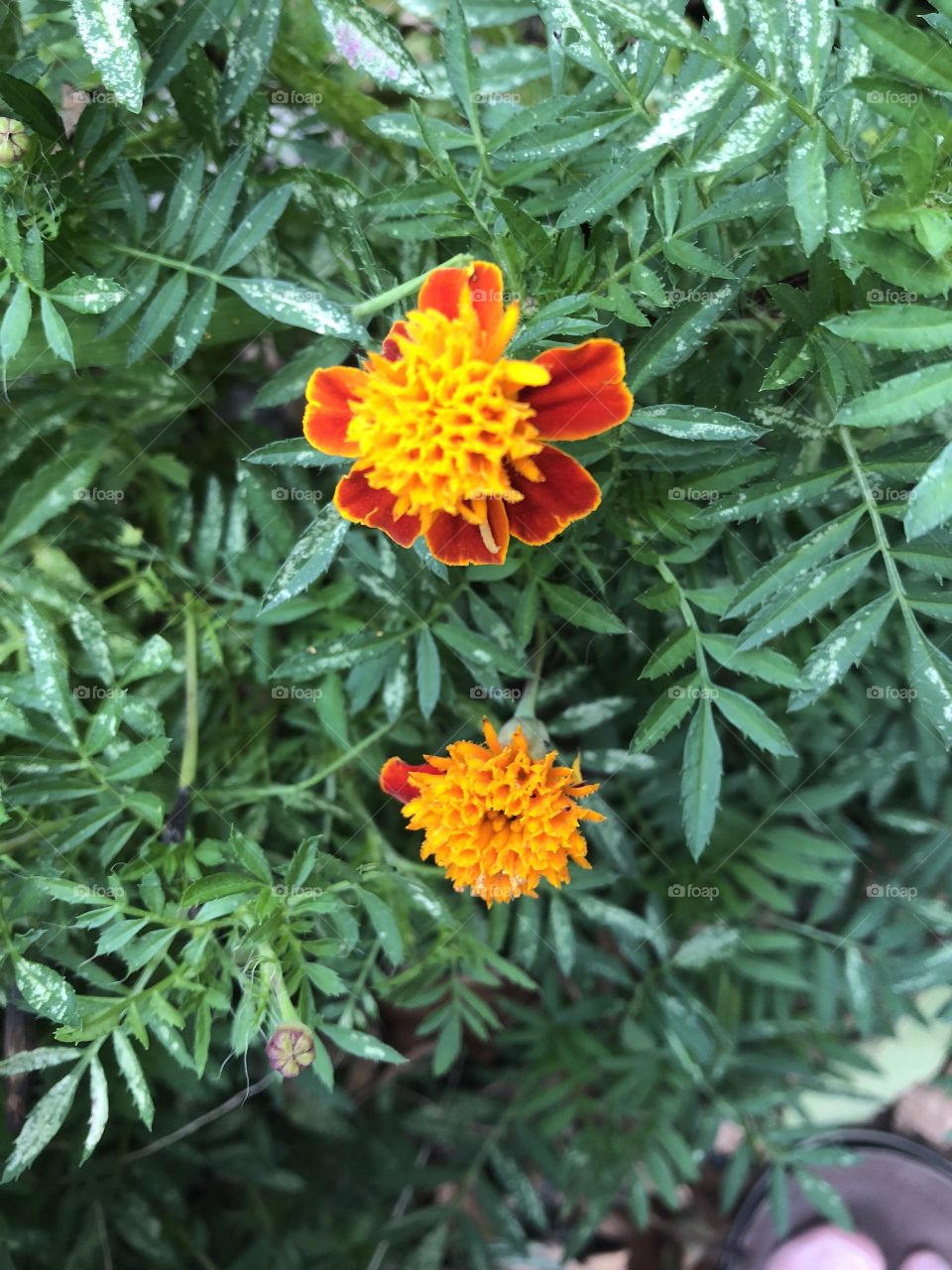 Marigolds