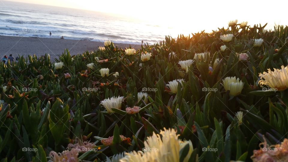 Flower, Nature, Sun, Sea, Beach