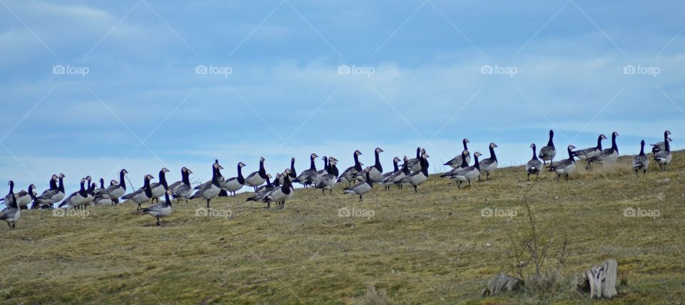 Flock of geese