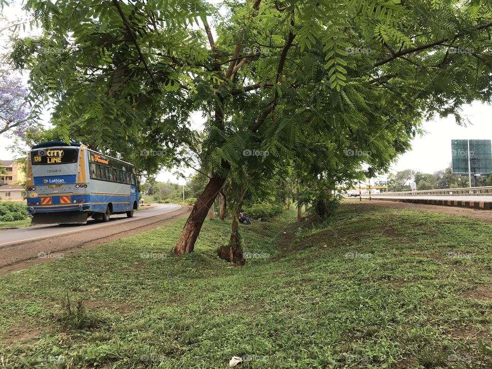 Trees which provide best nature in our view on the roadside .it’s a seasonal or idgneous tree which thrive in both dry and cold environments 