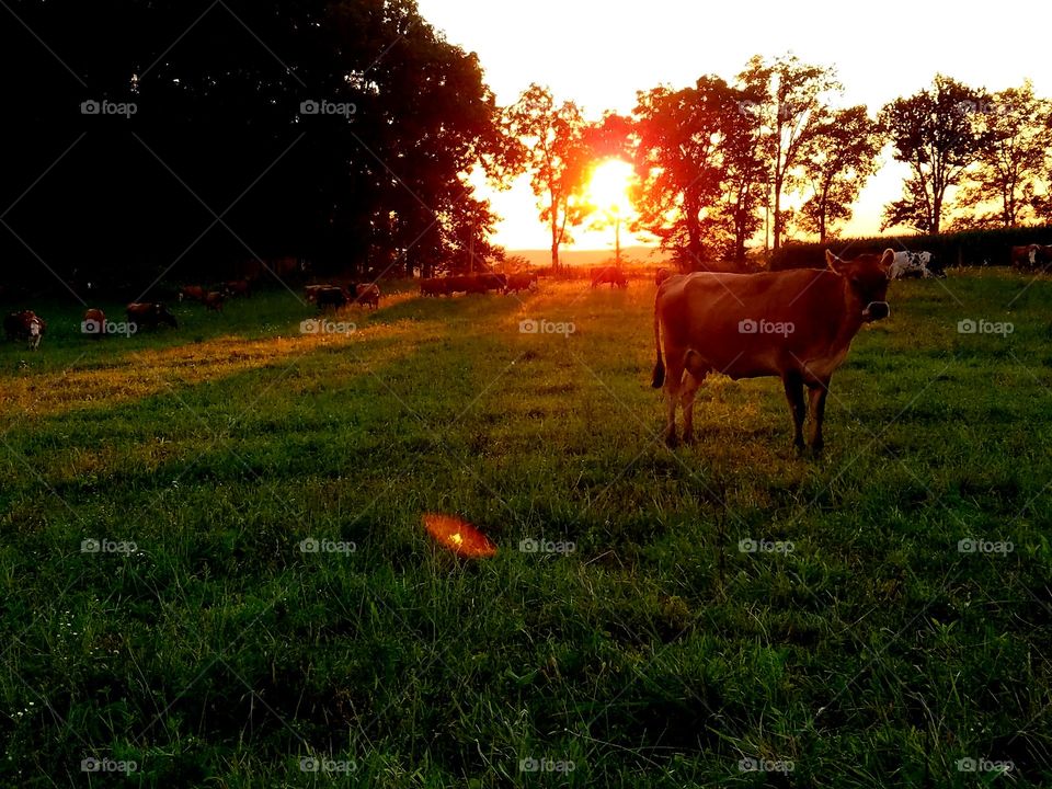 days end on a grass farm