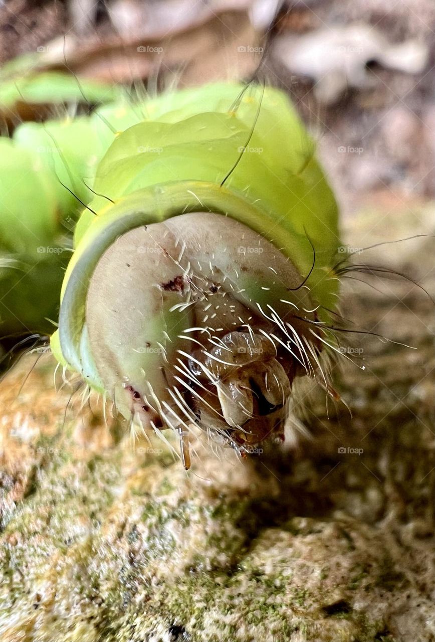 Closeup of Polyphemus moth. Lime green caterpillar with a face only a mother could love. 