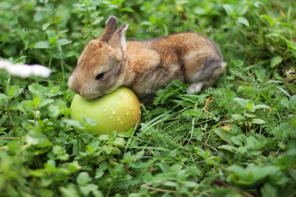 Rabbit with an apple 