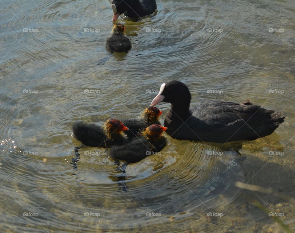 black ducks with ducklings summer time