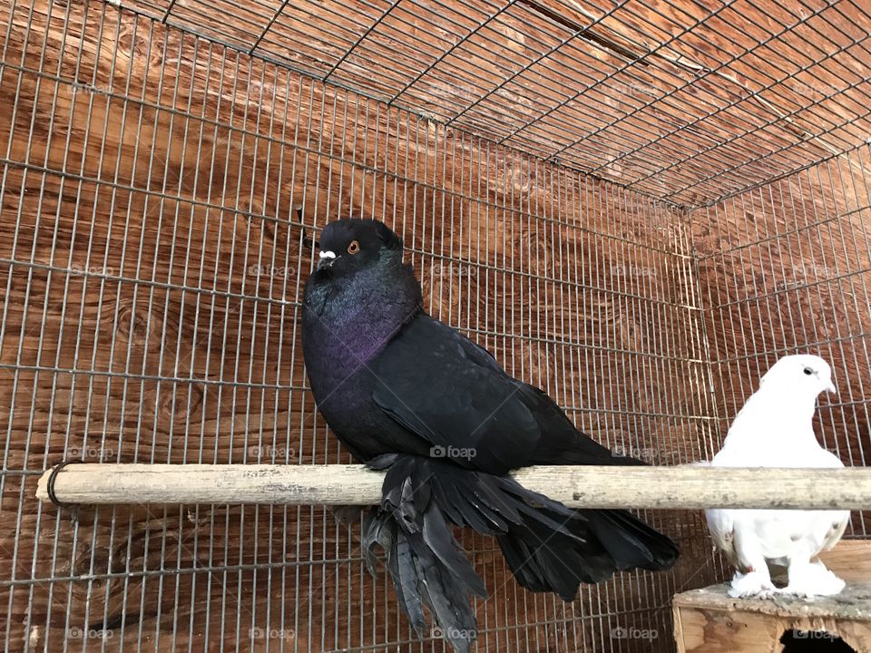 Fancy black purple fan tail pigeon 