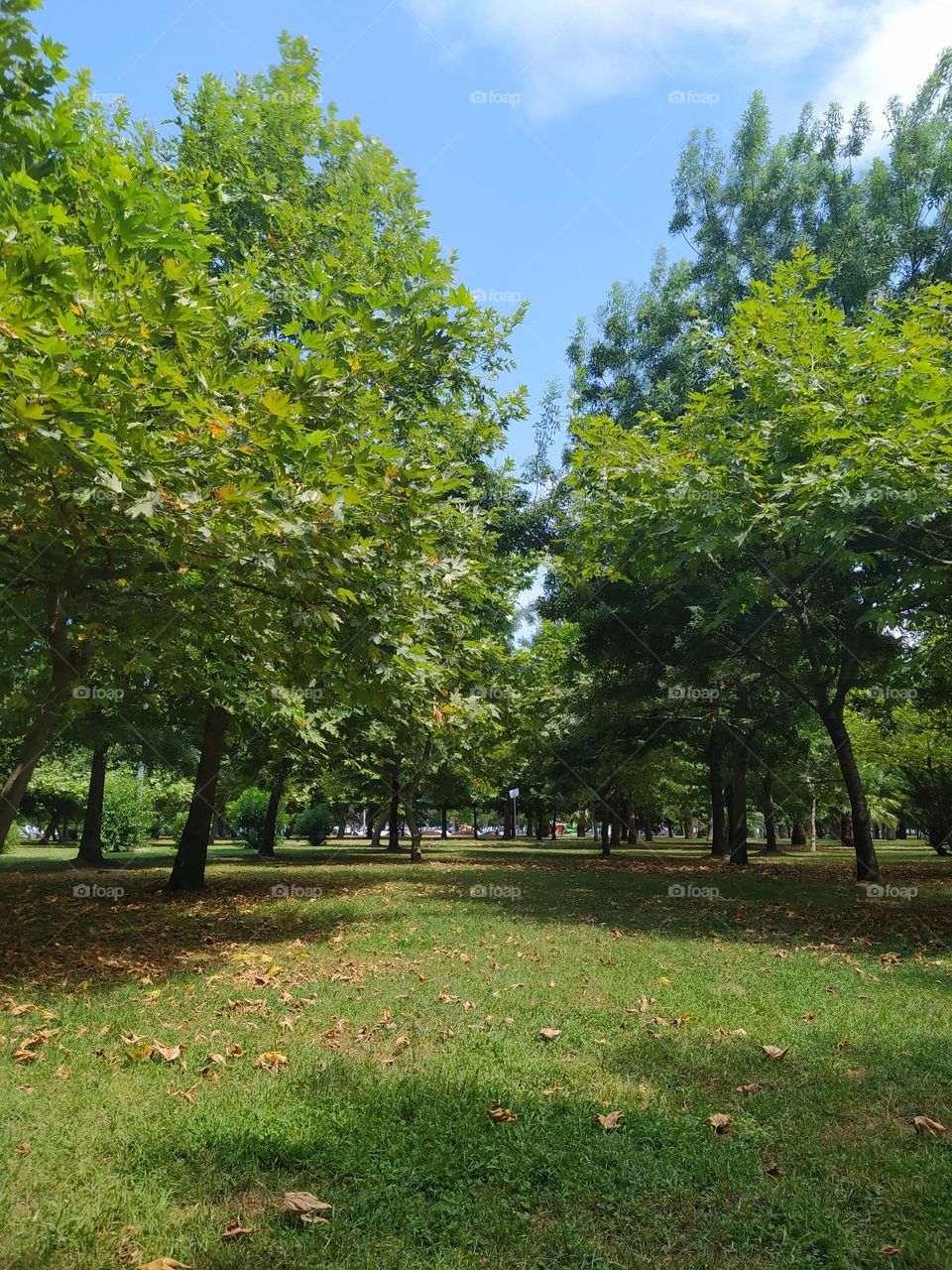 A beautiful forest view