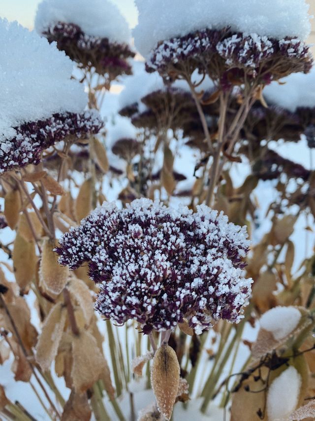 Winter flowers