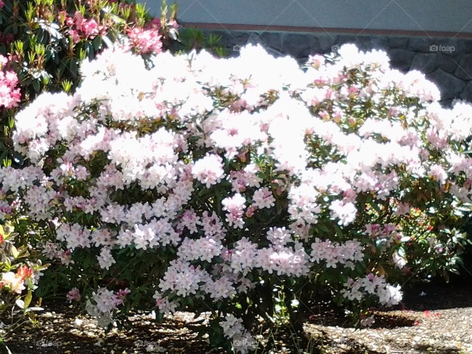 flowering bush