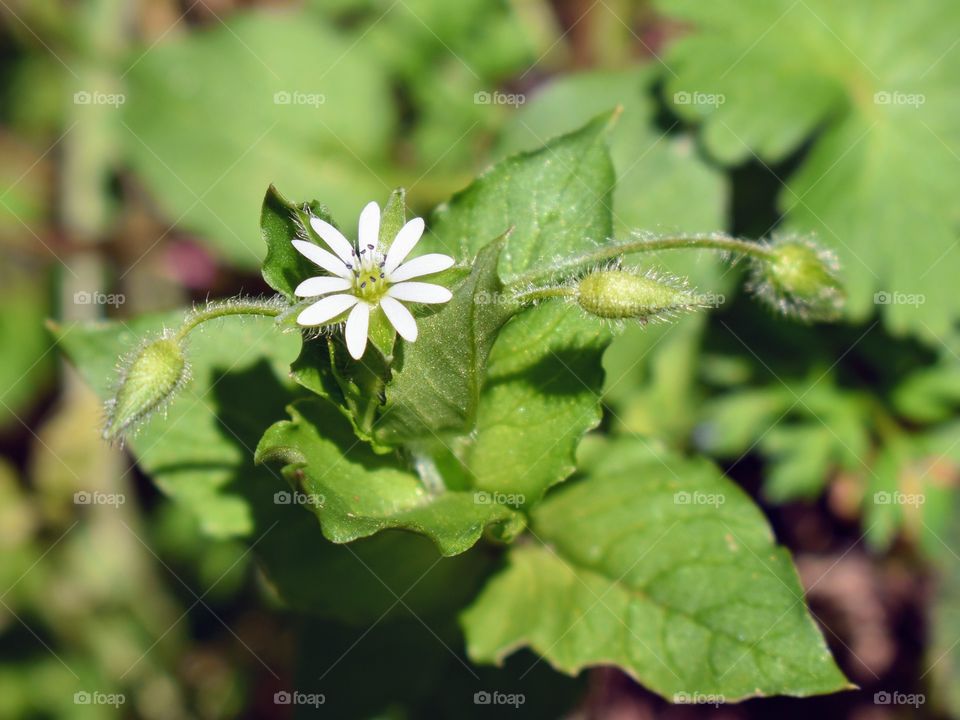 portrait of white flower