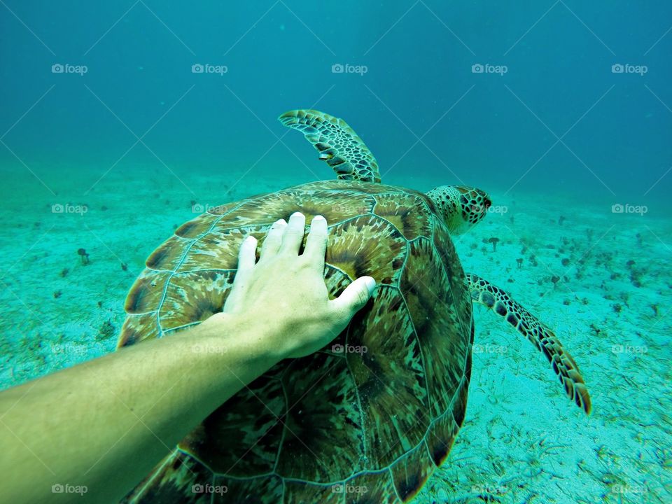 Sea Turtle