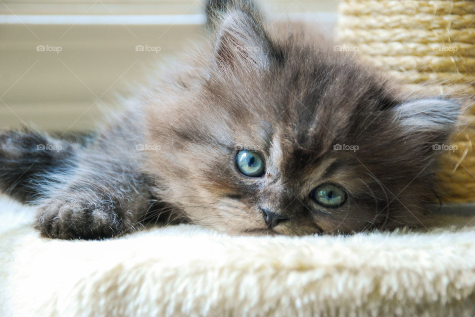 Sweet Kitty Eyes