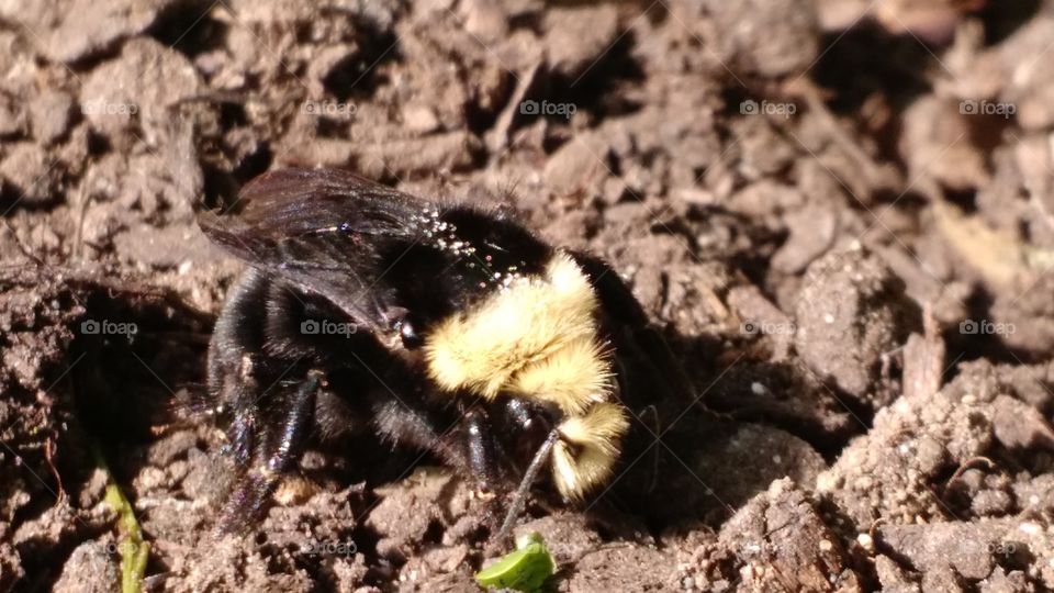 Cutie Bumble Bee