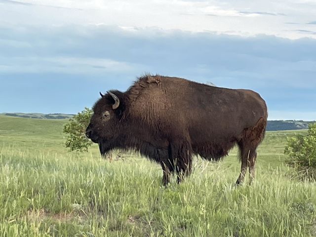 Bison North Dakota Theodore Roosevelt National Park North Unit