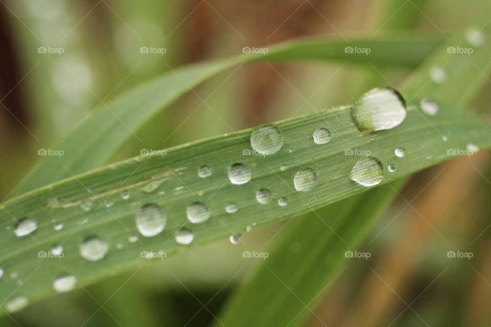 Raindrops 