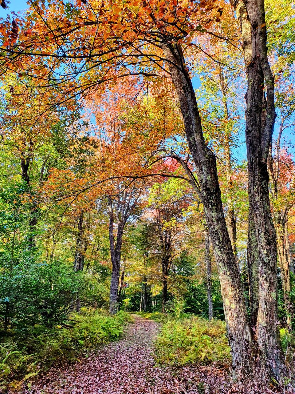 Autumn park