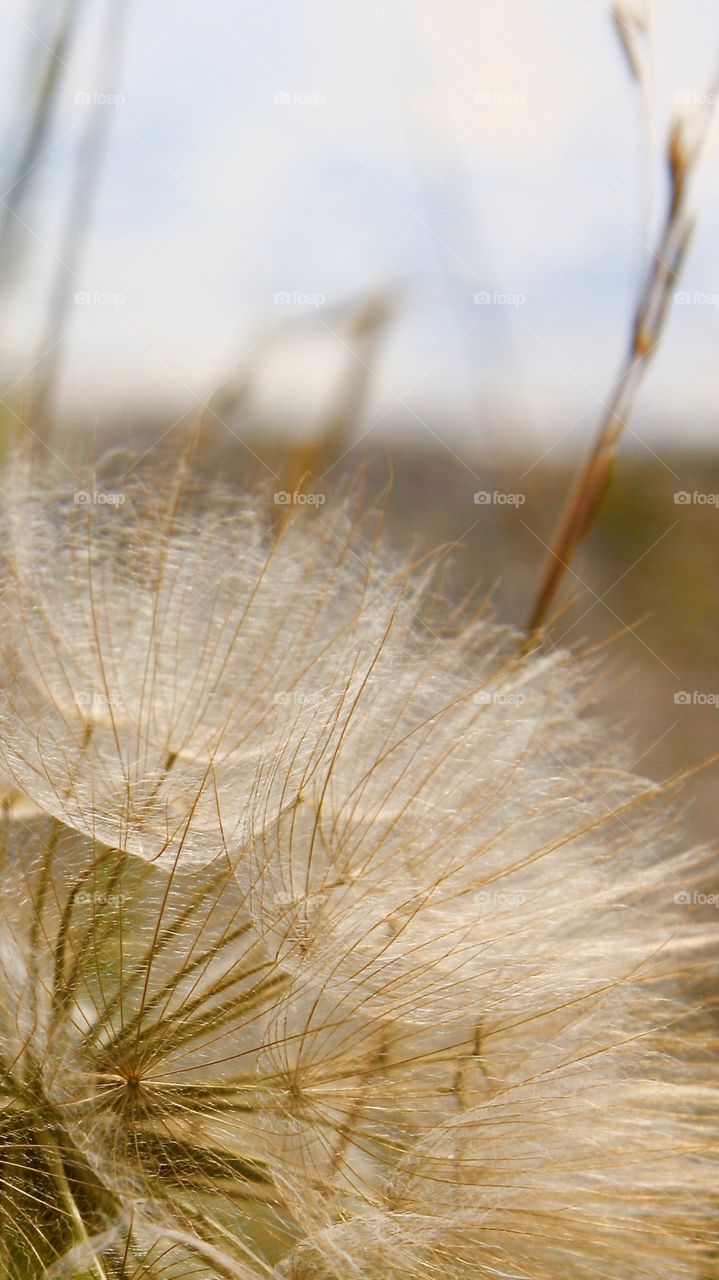 A close up of a delicate flower