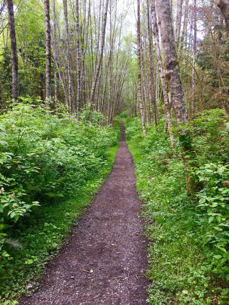 Forest trail