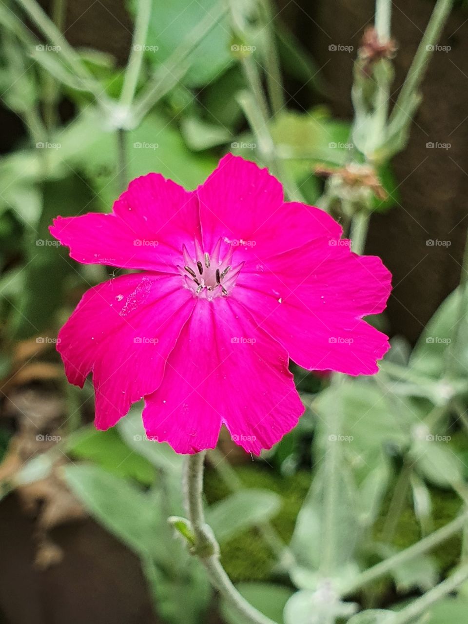Flower in pink