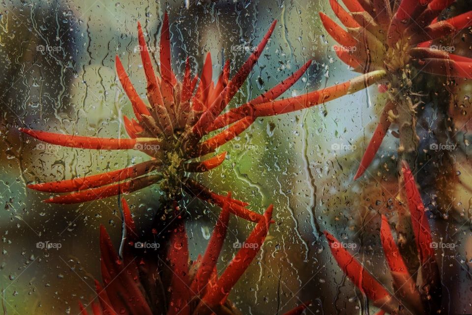 Red flowers and the rain on the glass