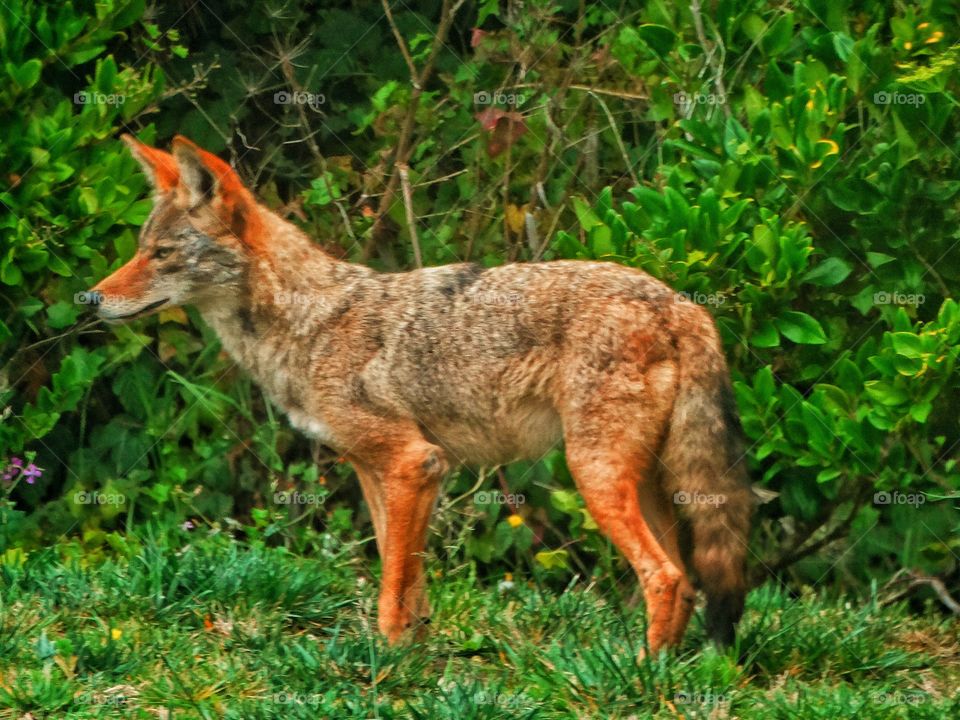 Urban Coyote
