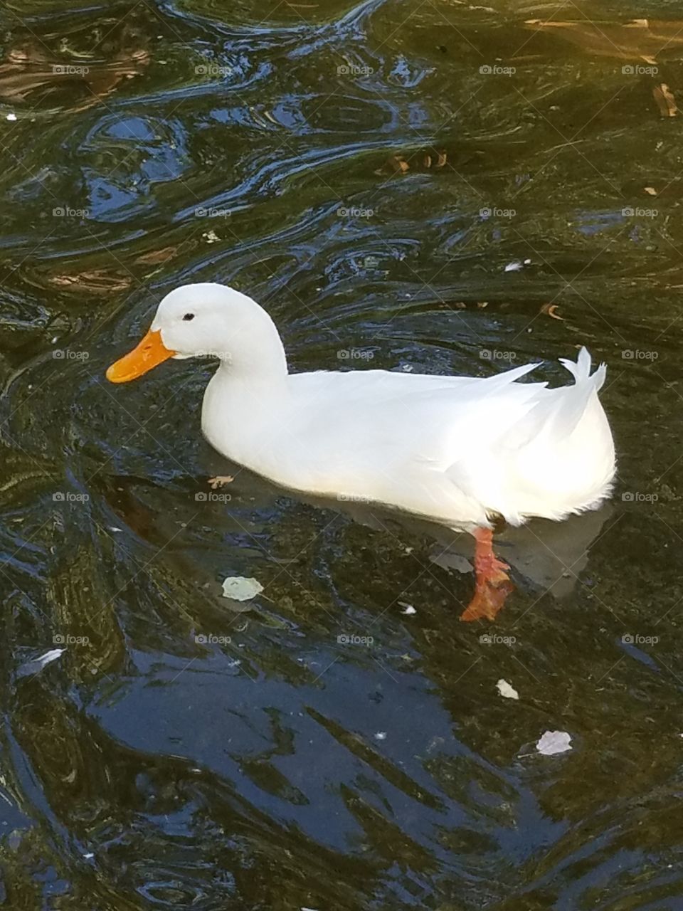 a duck in kuğlu park in Ankara Turkey