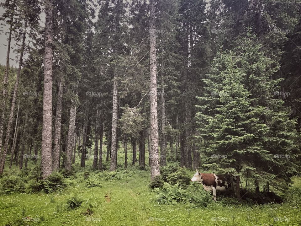 A cow in a forest 