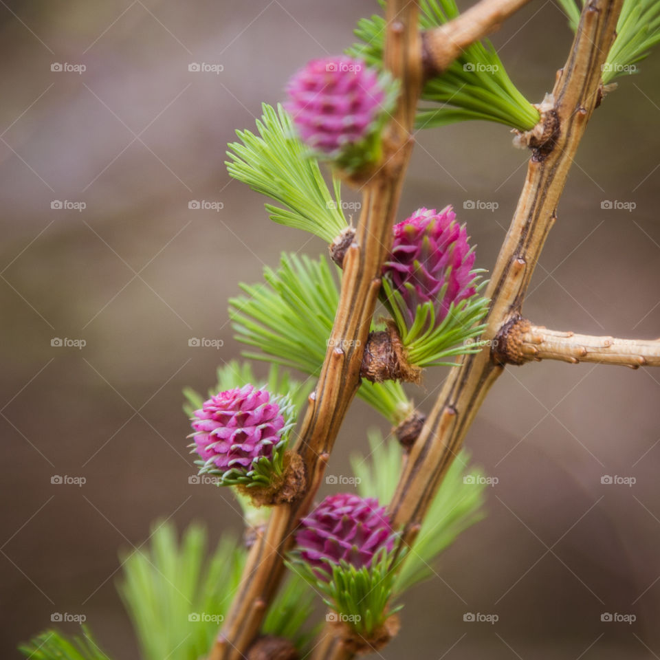 Spring flowers in London