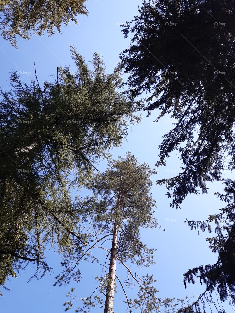 photo of high trees taking from the ground