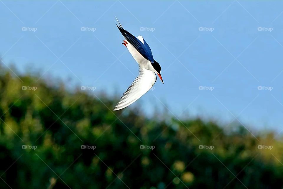 Close up on a Common Tern in full flight about to land on Suscinio's castle pond under a blue sky