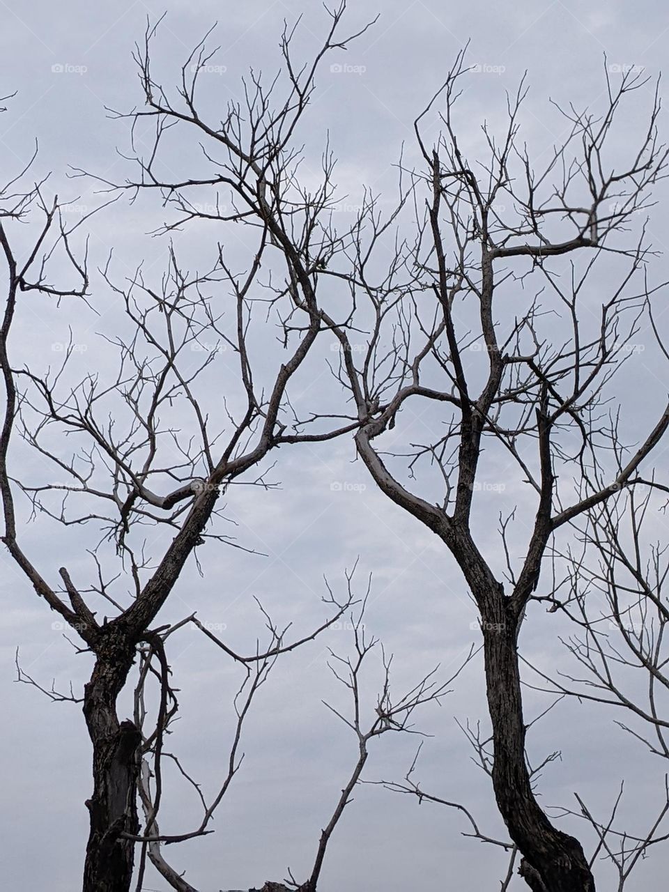 a tree that grows without leaves