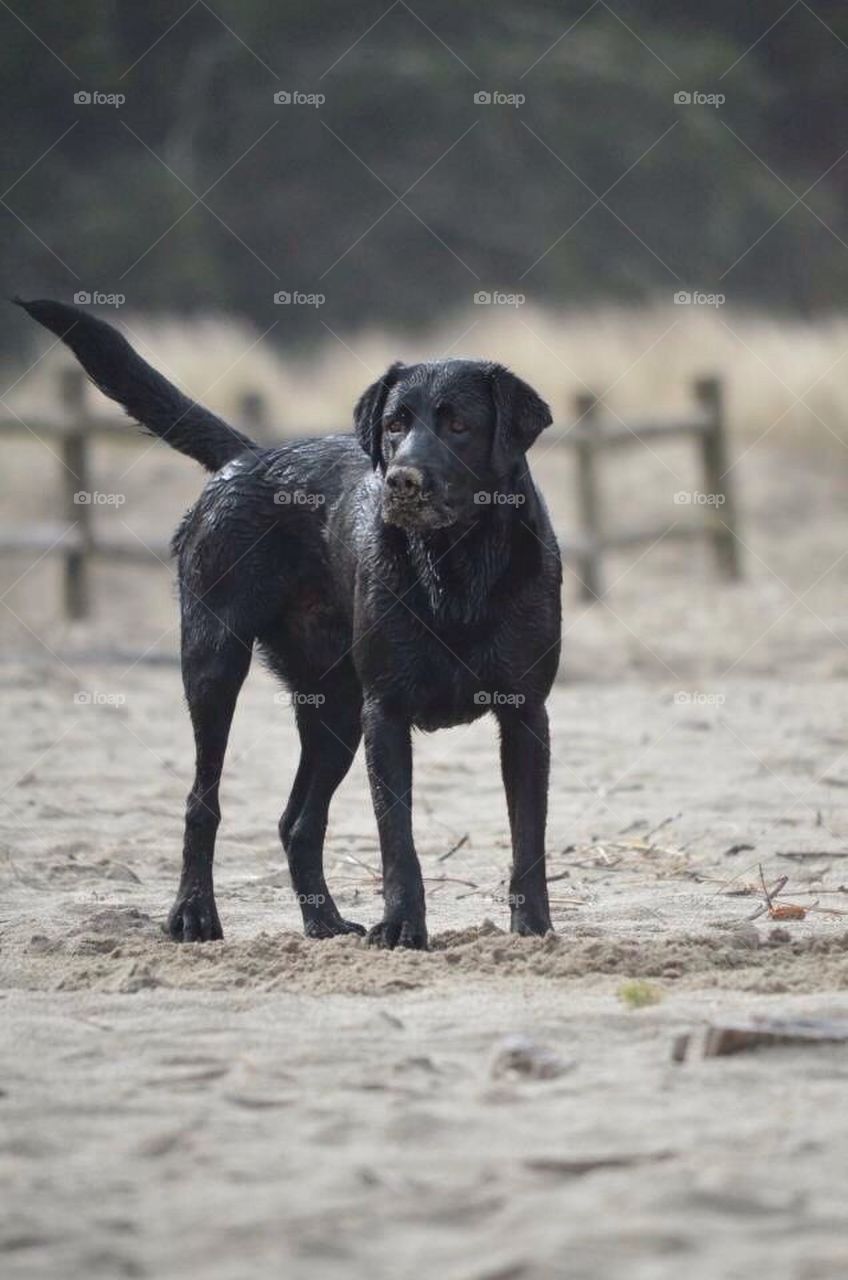 beach dog diggining black lab by rachelsheldon2014