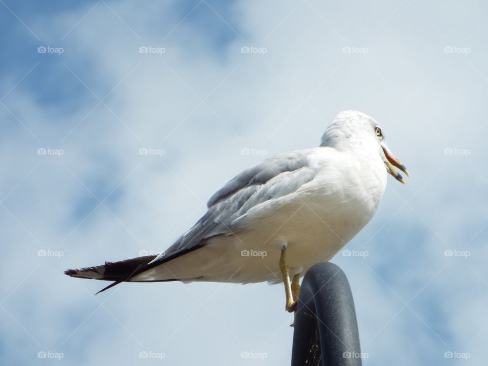 side view of a seagull