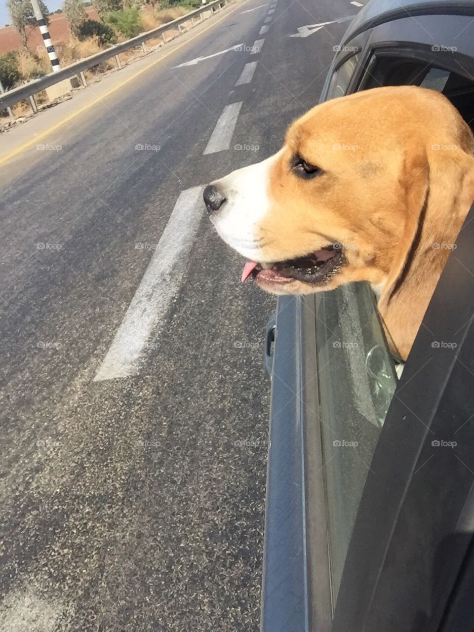 Best driving buddy